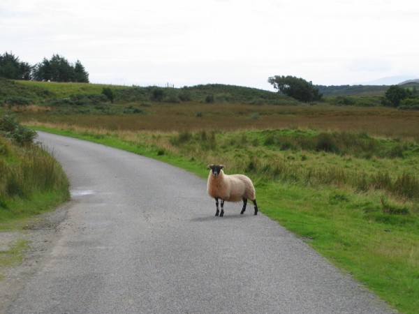 Ovečka na cestě