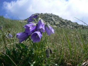 Tatranská flora