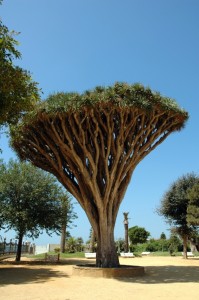 Cádiz - park